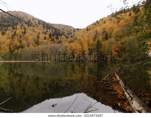 lasha_giorgi's tweet card. Find Autumn Forest Reflected Lake Colorful Trees stock images in HD and millions of other royalty-free stock photos, 3D objects, illustrations and vectors in the Shutterstock collection. Thousands of...