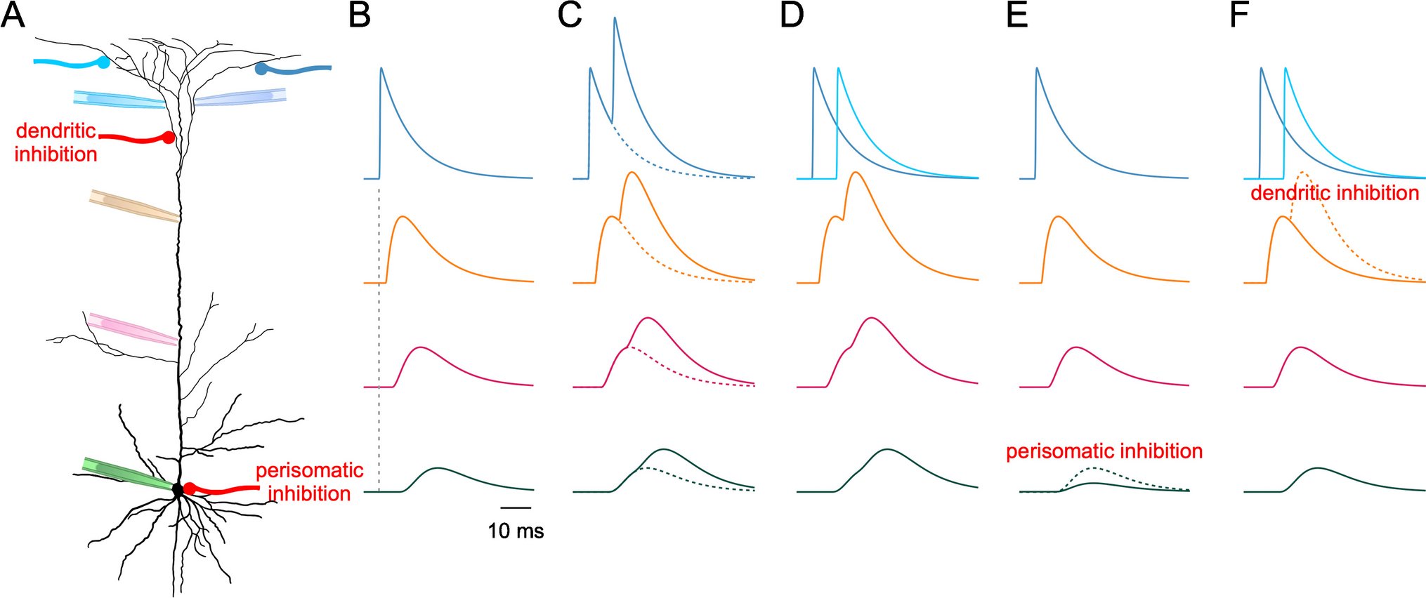 dav1dcg's tweet card. Pflügers Archiv - European Journal of Physiology - Neurons in central nervous systems receive multiple synaptic inputs and transform them into a largely standardized output to their target...