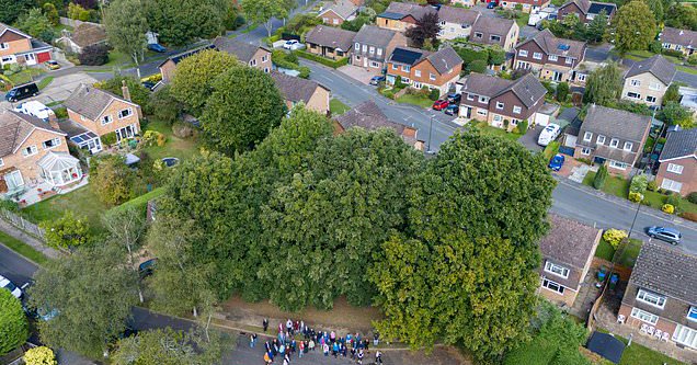 Tweet card summary image