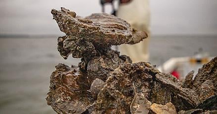 RyanBCarnegie's tweet card. The next time I see’d the boweevil