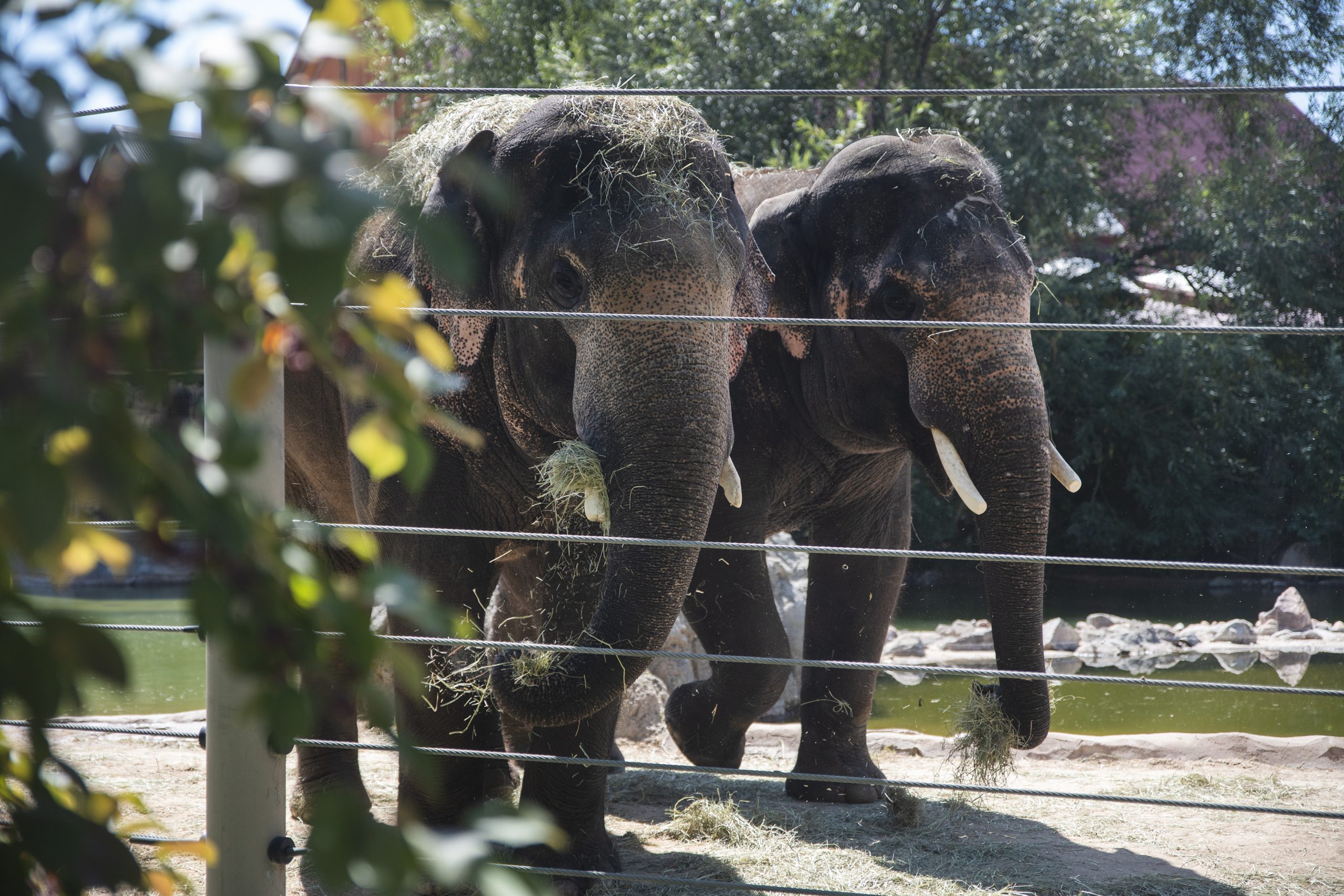 InclusiveGuide's tweet card. Diversifying staff and visitors at the Denver Zoo could help inspire youth to save wildlife for future generations