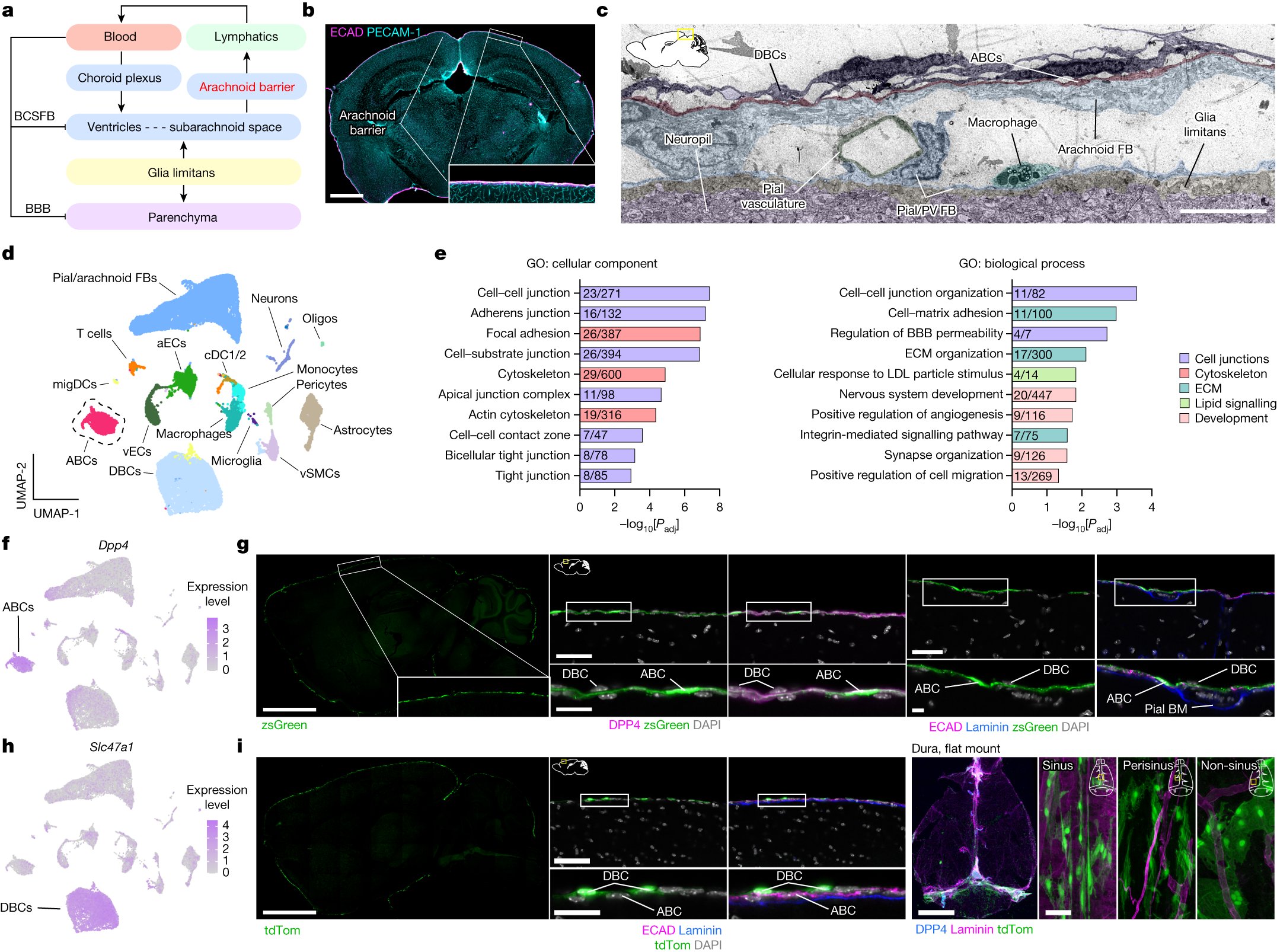 lcdsmyth's tweet card. Nature - Arachnoid cuff exit points create openings in the arachnoid barrier enabling the drainage of cerebrospinal fluid and exchange of molecules and cells between the dura and the subarachnoid...