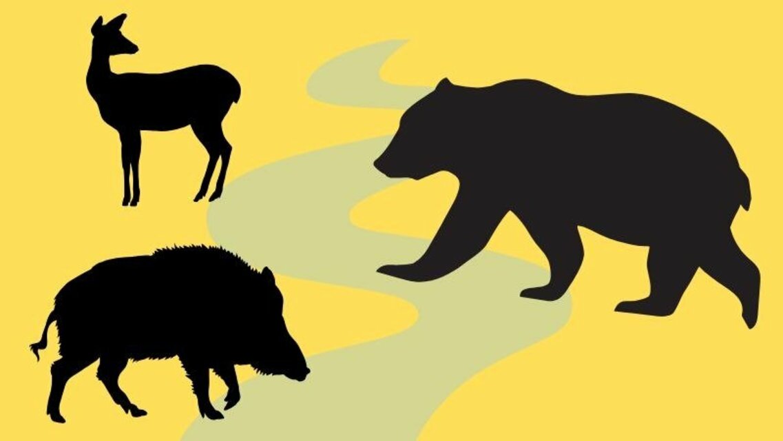 1YMzPlMwJRdSAAG's tweet card. 群馬県太田市は2日、同市成塚町の田んぼで同日朝、幼獣のツキノワグマ1頭の死骸が見つかったと発表した。市によると、市内でクマの死骸が見つかったのは初めて。近くの小学校が保護者同伴での下校に切り替え...