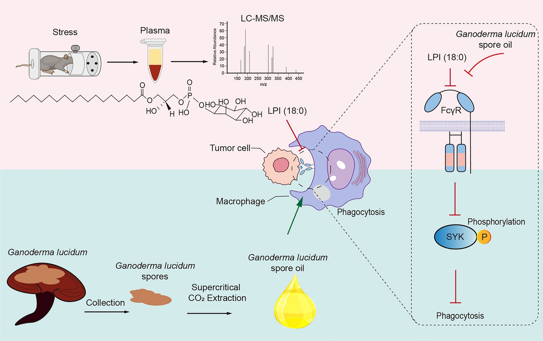 CmMacau's tweet card. Chinese Medicine - Ganoderma lucidum (G. lucidum), has been documented as a medicinal herb in classical texts and officially recognized in both Eastern and Western pharmacopeias. G. lucidum spore...