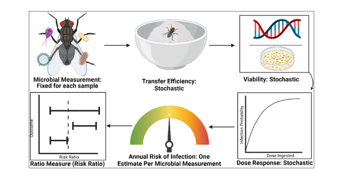 CaponeLabIU's tweet card. Synanthropic filth flies transport enteric pathogens from feces to food, which upon consumption poses an infection risk. We evaluated the effect of an onsite sanitation intervention─including fly...
