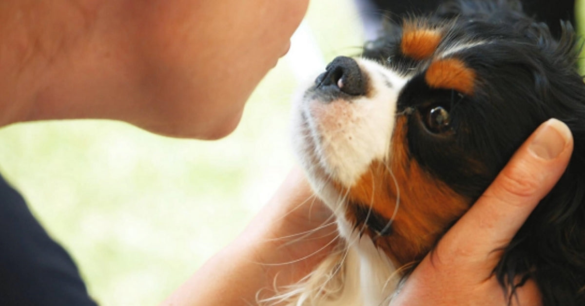 FetchDogTreats's tweet card. Treat your dog to all-natural goodness with our healthy, handcrafted biscuits and cookies. Made in small batches with love and simple ingredients, fetch! Dog Treats™ brings joy to dogs and peace of...
