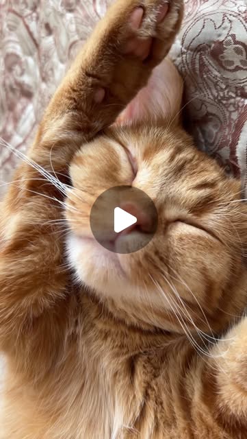 Schoderli's tweet card. КОТИК ЭДДИ (@cat._edward) • Instagram reel