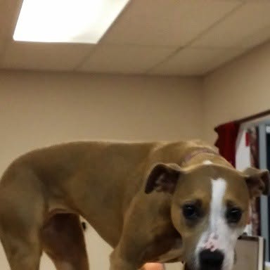 ProFITWorkout's tweet card. CROSSFIT-BASKETBALL-OPEN GYM (@pro_fit_workout) • Instagram photo