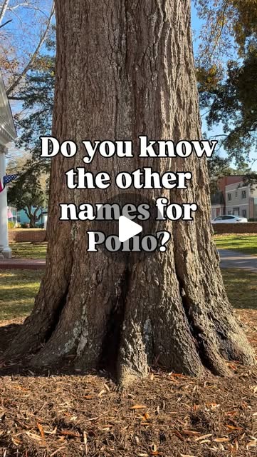 RubyHeaton's tweet card. Allison Sadler (@raising.lions.not.sheep_) • Instagram reel