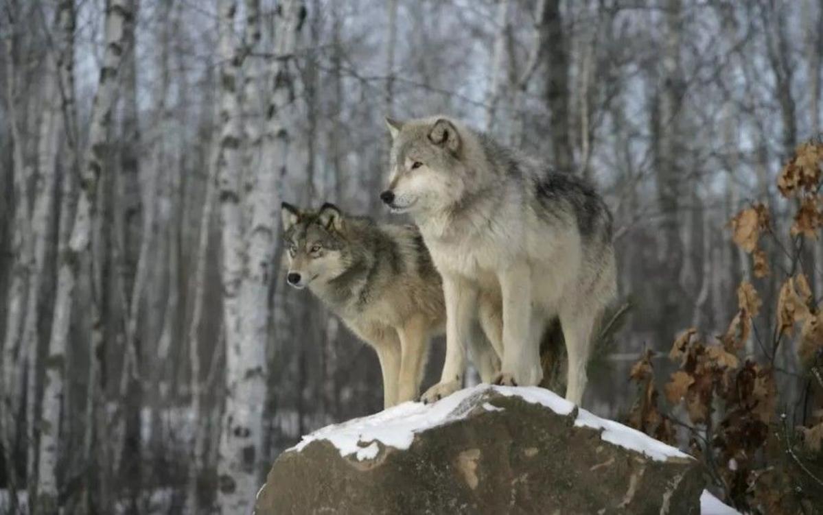 jacobkotze's tweet card. Hunters and trappers can now kill wolves until Montana’s wolf population drops to less than 458 or the season ends.