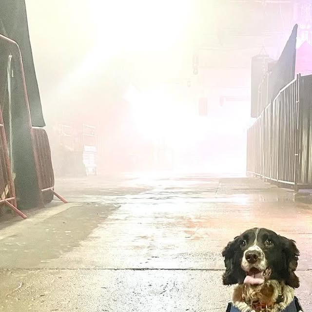 Inquestcanine's tweet card. #gohomesafe (@bomb_dogs) • Instagram photo