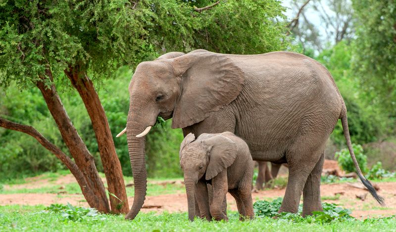 jacobkotze's tweet card. The move to oust the environment minister exposes a deeper hijacking – of the National Elephant Heritage Strategy, of policy integrity and of conservation itself.