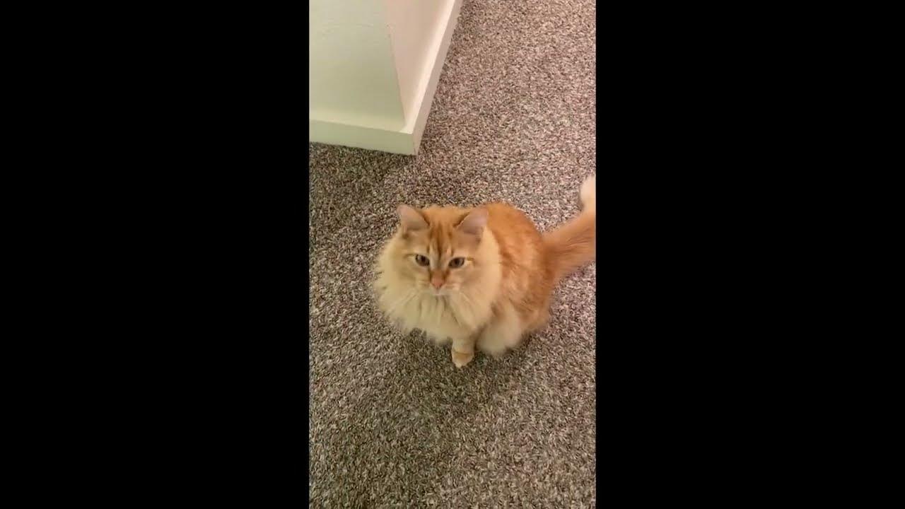 NoritheCat17's tweet card. The Nori Story