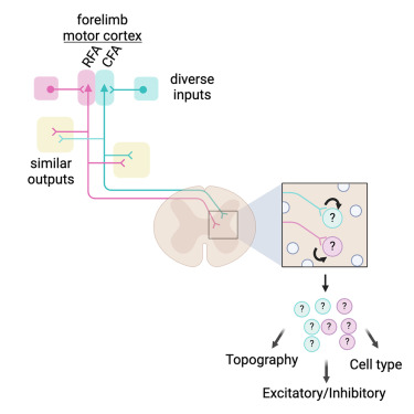 AndersMNelson's tweet card. Carmona et al. comprehensively characterize the connectivity of two distinct forelimb corticospinal populations within the brain and spinal cord. Both groups preferentially target inhibitory spinal...