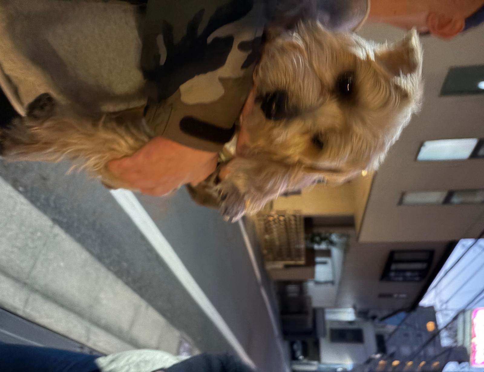 natuchan7272's tweet card. 2025/11/30、東京都 世田谷区駒沢1丁目で目撃された犬です。飼い主に心当たりのある方はご連絡下さい。