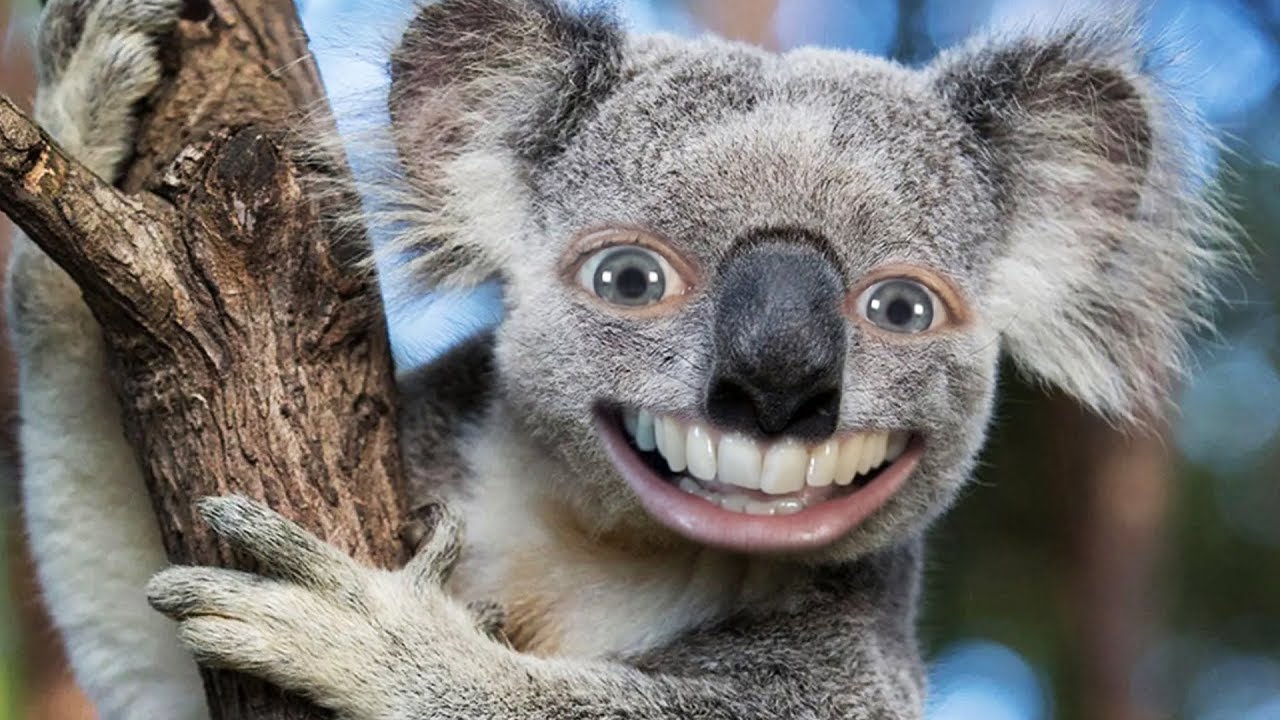 Jacksepticeye's tweet card. This Is A Koalaty Stream!