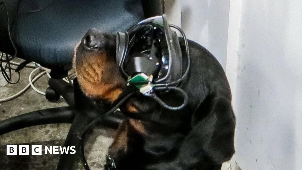 HackTwentyFour's tweet card. The goggles could let handlers direct their dogs from a safe distance, the army says.