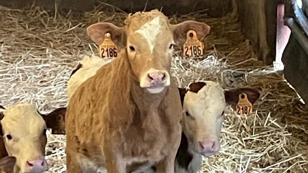 tiplo66's tweet card. STOP à l'abattage injustifié de 82 vaches - soutiens a la famille Lhomme