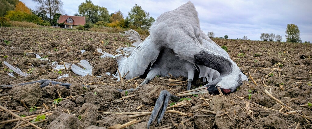 Doc_Beule's tweet card. Wir erleben derzeit ein Seuchengeschehen von enormem Umfang und Ausmaß, sowohl die Anzahl der Opfer als auch die Zahl der Ausbruchsorte betreffend. Eine „Schuldzuweisung“ an die ziehenden Wildvögel...