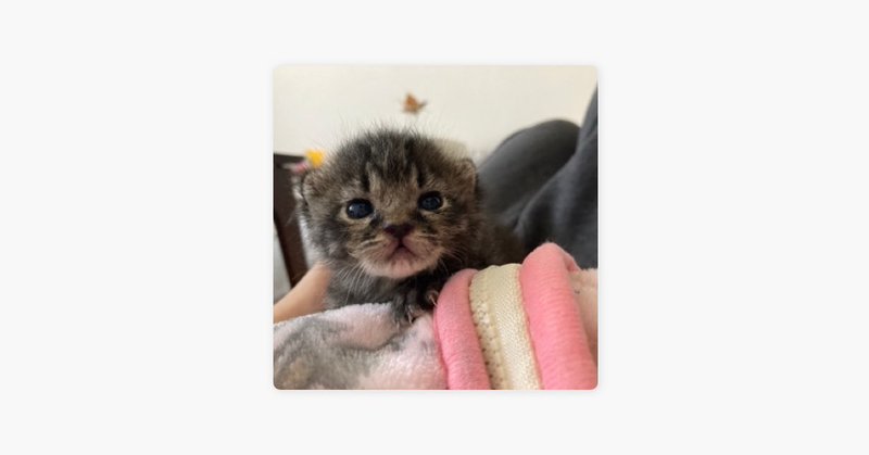 Tweet card summary image