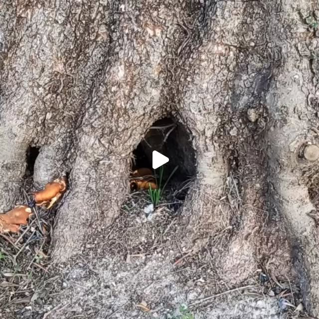 makgiuse's tweet card. Maki Tanaka (@gallinarossafarm) • Instagram photos and videos