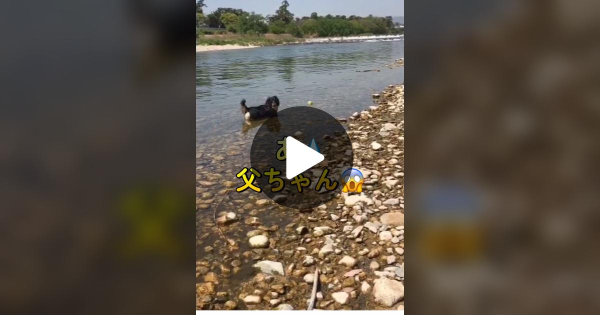 vimoko982's tweet card. 「いいね」が98件、コメントが7件。「#かわいい犬 #ダックス」