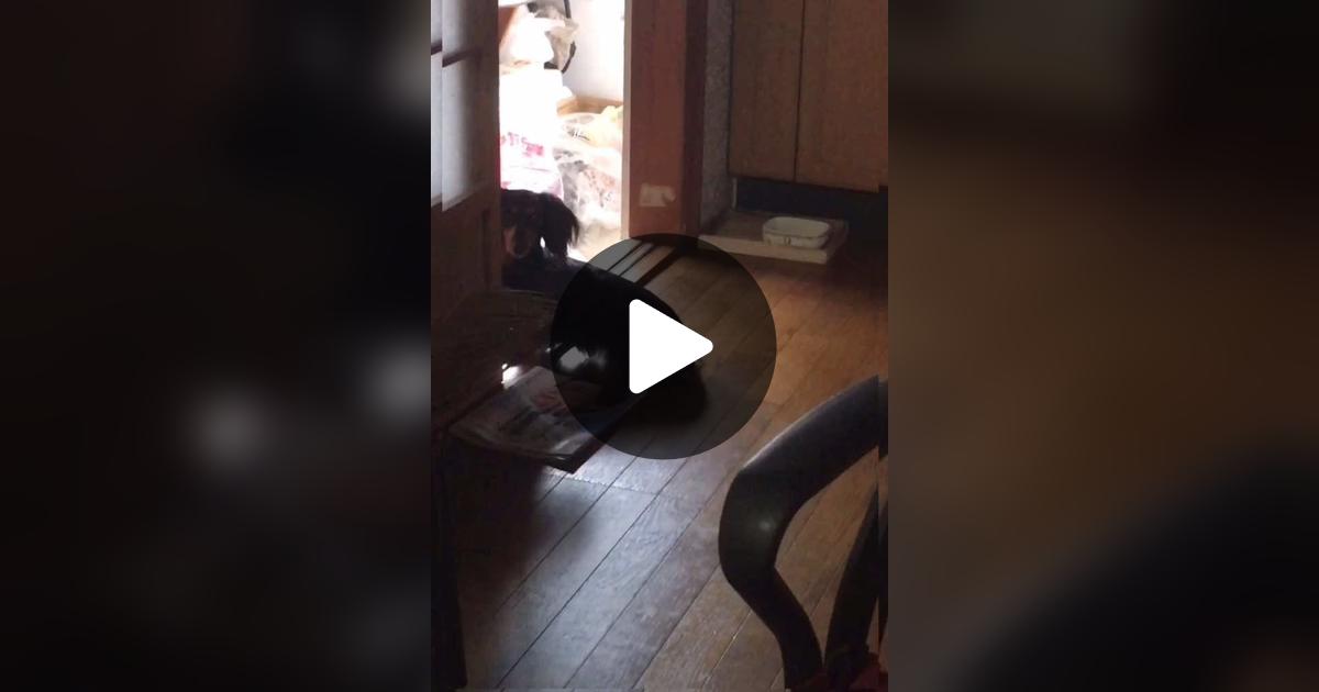 vimoko982's tweet card. 「いいね」が77件、コメントが4件。「#かわいい犬 #ダックス」