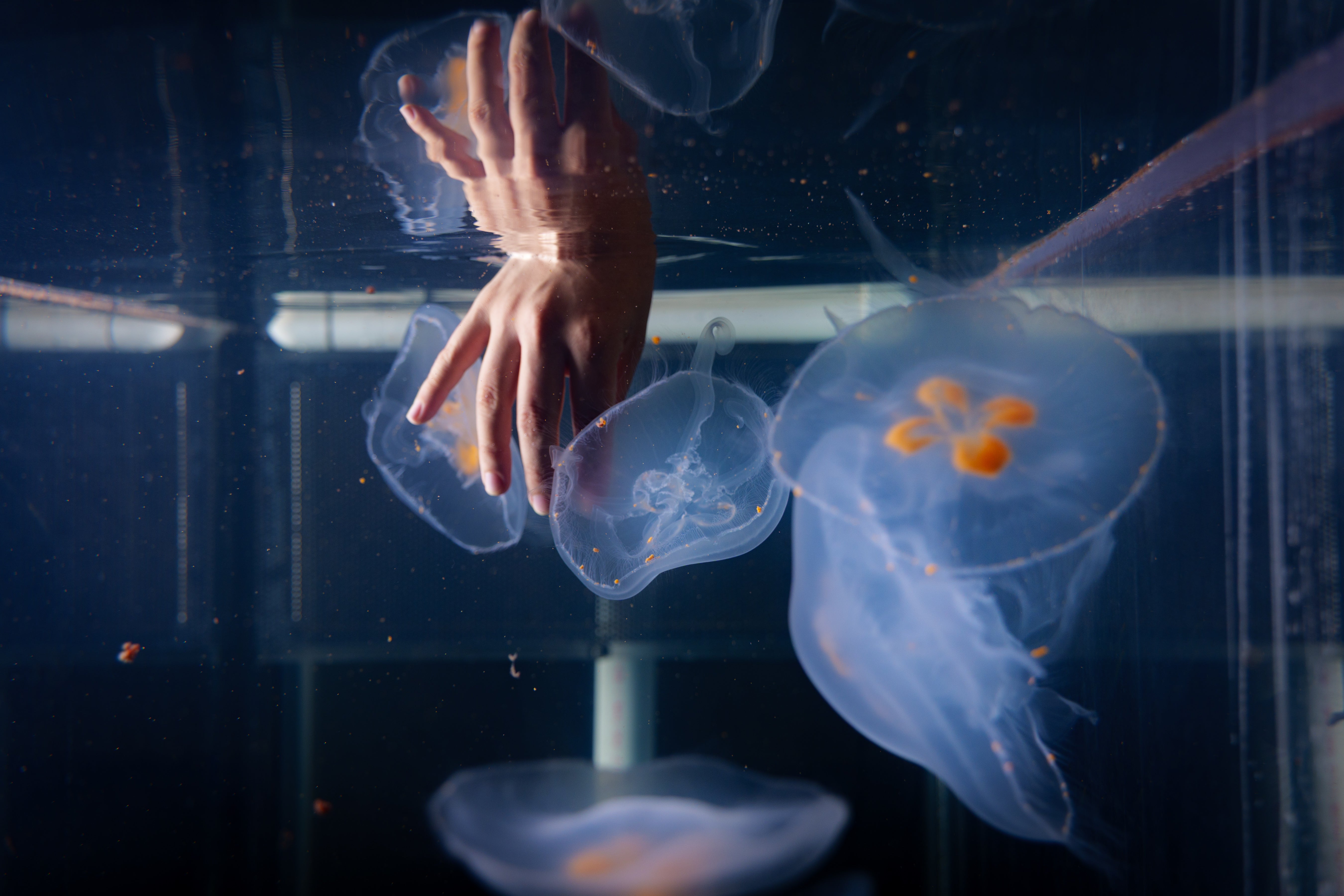 CUBoulder's tweet card. CU Boulder engineer Nicole Xu fits moon jellyfish with microelectronic devices that enhance their natural swimming ability and will one day be able to gather