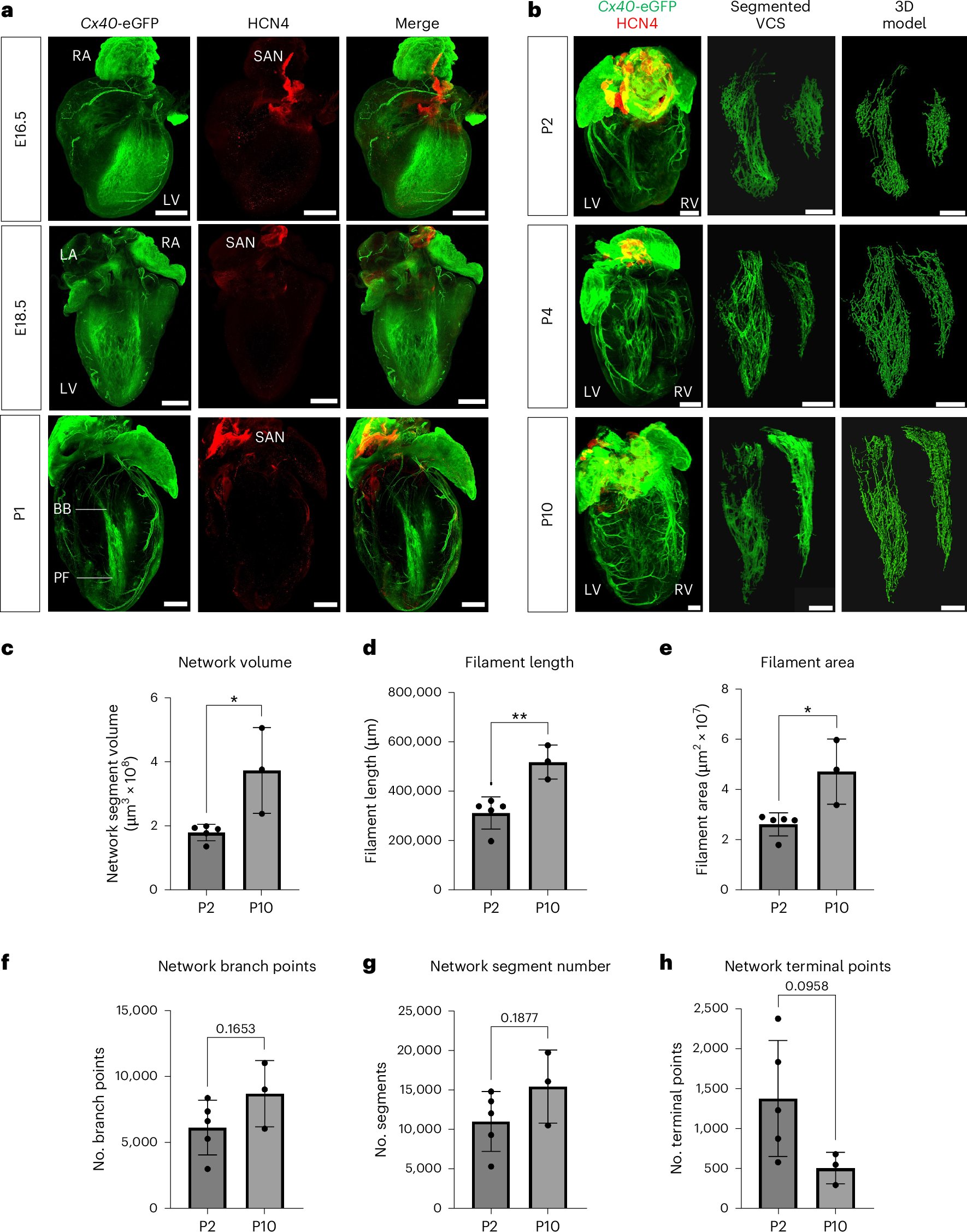 JudyRSayers's tweet card. Nature Cardiovascular Research - Sayers et al. reveal that heart regeneration during the neonatal period in mice extends to conduction system restoration after insult, highlighting the difference...