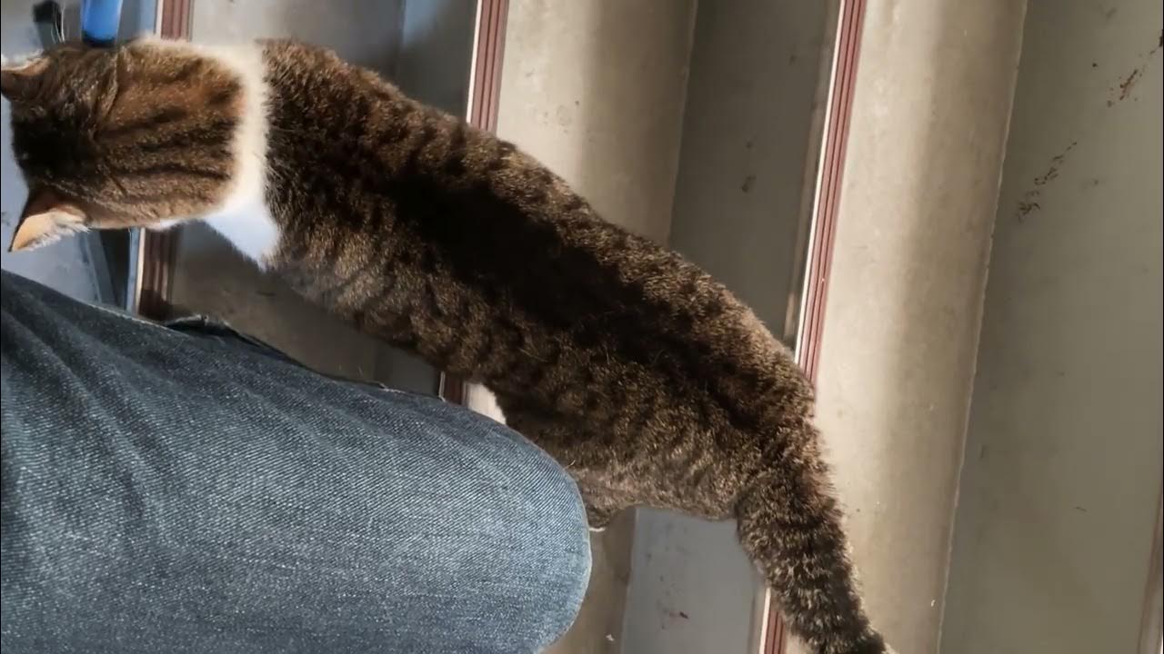 kotetu__ch's tweet card. お膝すりすり