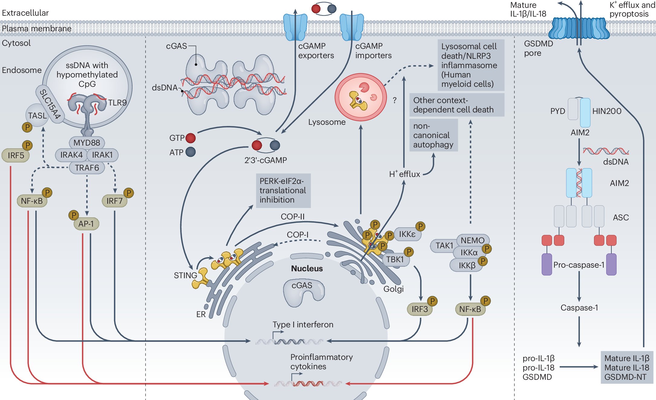 jkagan1's tweet card. Nature Immunology - In this Review, Fitzgerald and Dong summarize the fundamentals of DNA-sensing pathways in health, autoinflammatory and autoimmune diseases.