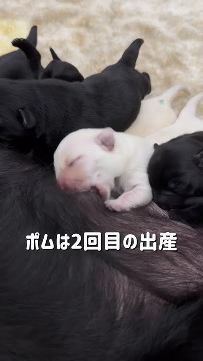 JGDA_GuideDog's tweet card. 盲導犬繁殖犬ポムが出産しました！#盲導犬 #富士ハーネス #親子だより