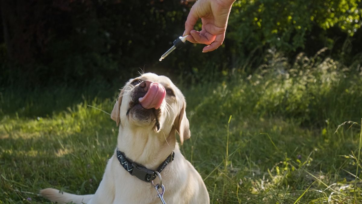 Sechat_Oficial's tweet card. Caroline Campagnone vê com bons olhos RDC 999/2025, permissão para que médicos-veterinários habilitados pelo CFMV realizem a prescrição de cannabis medicinal