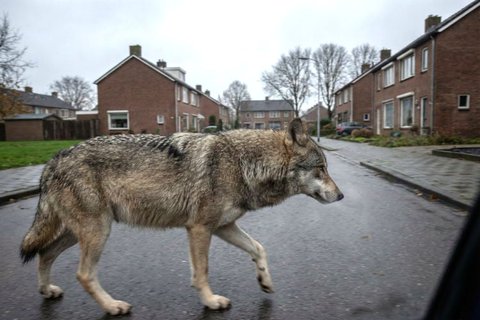 Image for twitter card