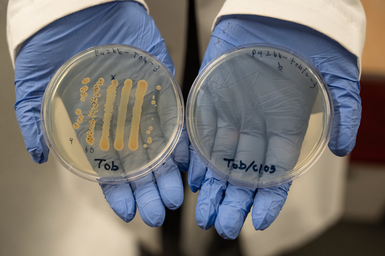 medical_xpress's tweet card. University of Oregon researchers have tested a new combination drug therapy that could dismantle the difficult-to-treat bacteria inhabiting chronic wound infections.