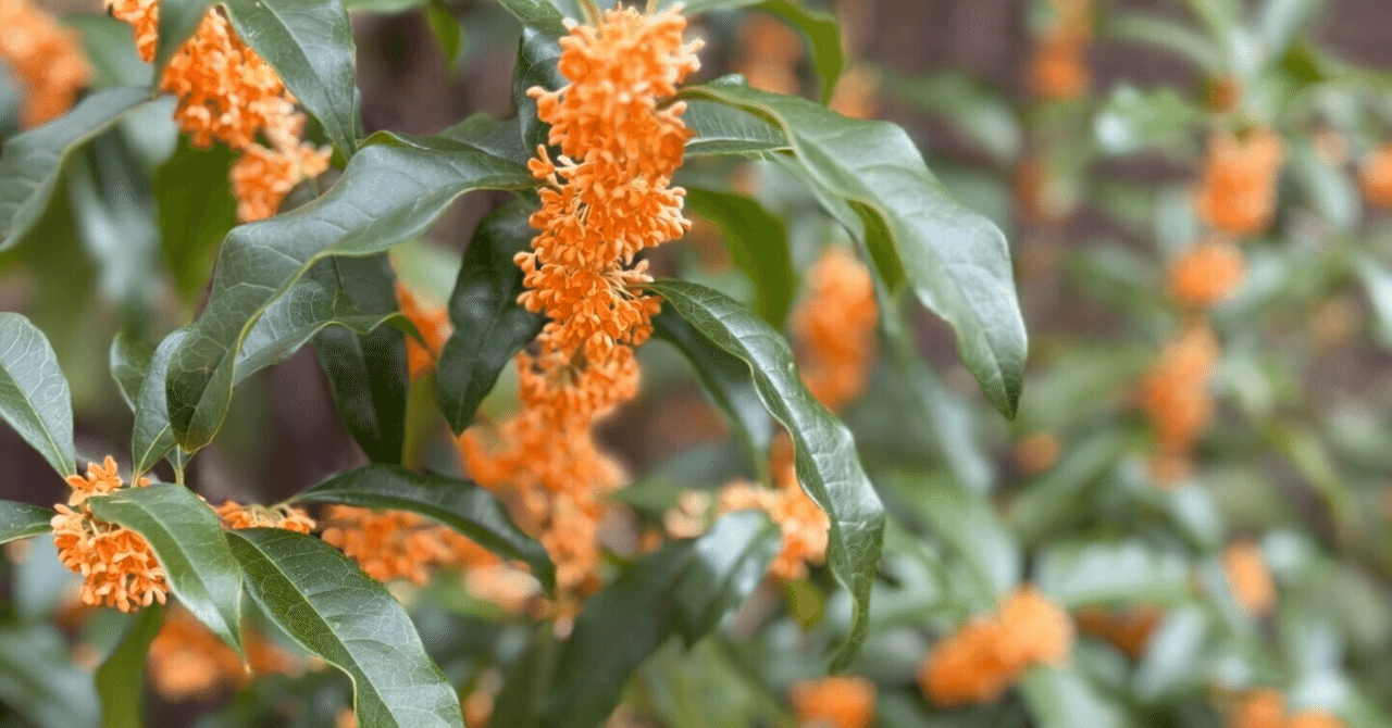 codeAchsh's tweet card. 嬉しいお知らせが届きました✨ 私の画像を使ってくださいました😊 とても嬉しく、励みになります♪ ありがとうございます💕 使っていただいた投稿を紹介させていただきます🌷 いつもありがとうございます♪ 今日は、ちょっとお出かけをしてきました。 なんと、22,726歩も歩いていました！ 我ながらすごい日でした😊 明日もステキな時間をお過ごしください🍀 #嬉しいお知らせ #画像使用ありがと...