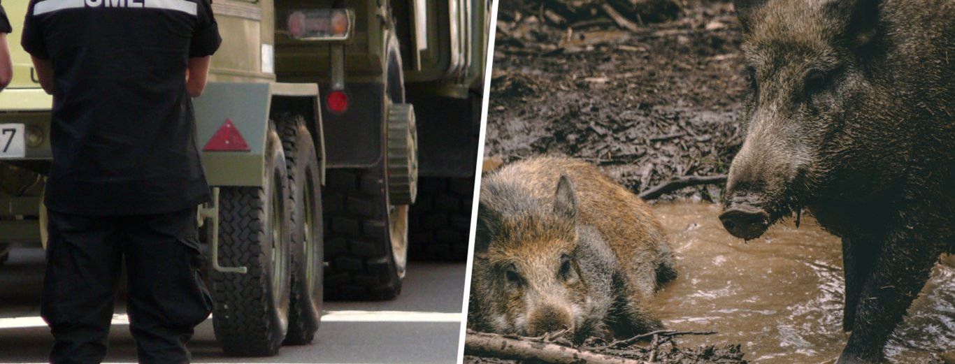 xataka's tweet card. Mientras escribo esto, la Unidad Militar de Emergencias se está desplegando en Collserola para tratar de contener la epidemia de peste porcina africana que ya...