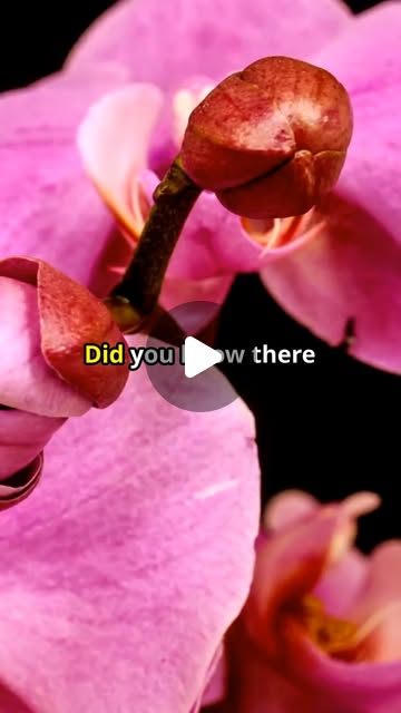 hrselvr837's tweet card. Did You Know? (@amazingdidyouknowfacts) • Instagram reel