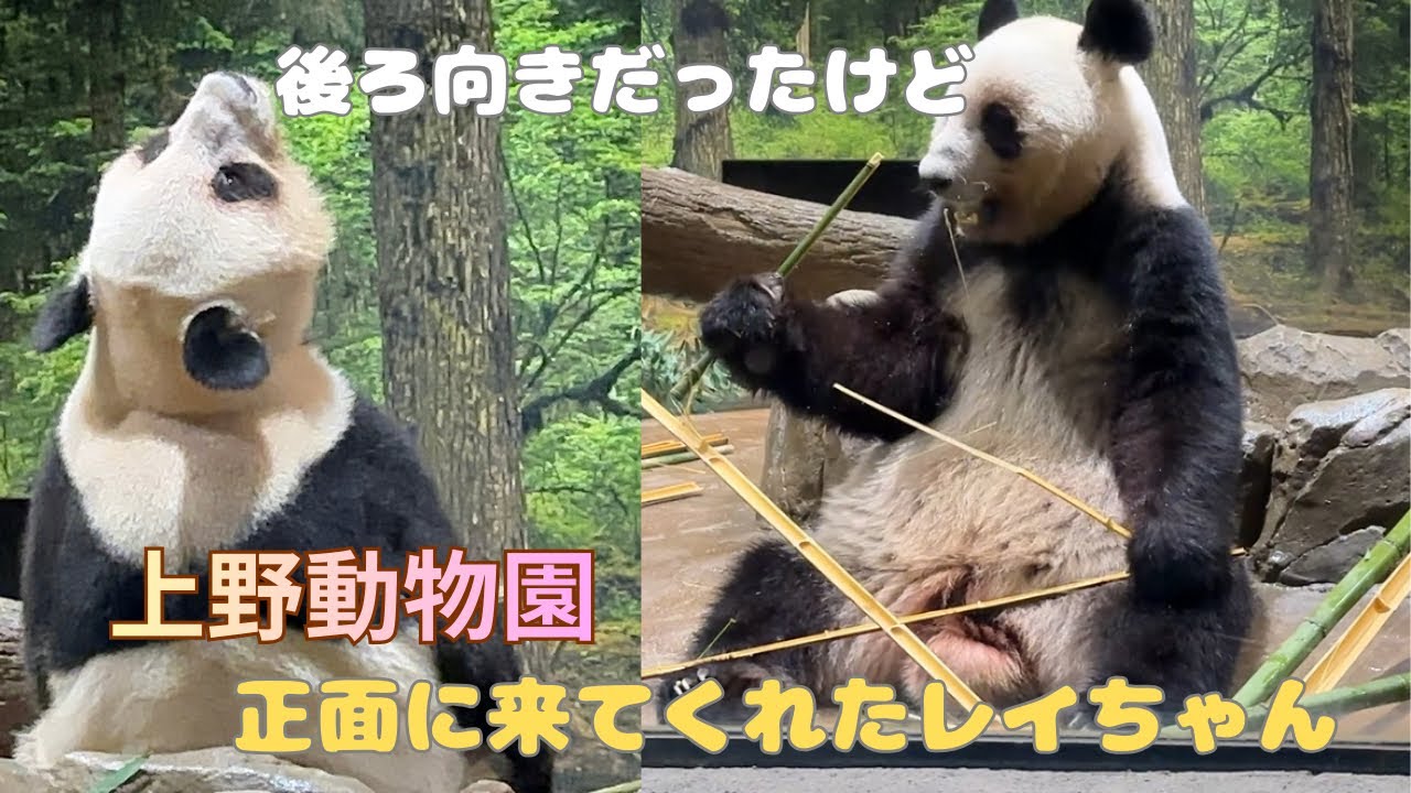 yurukuaruku_zoo's tweet card. 【ジャイアントパンダ】後ろ向きだったけど正面に来てくれたレイちゃん　#レイレイ　#上野動物園　#panda
