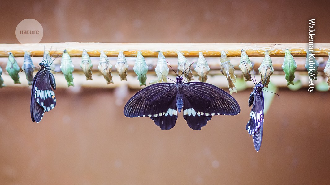 Nature's tweet card. Nature - The imminent birth of Oren Harman’s third child leads him into a sweeping exploration of the changes in form that animals experience throughout their lives.