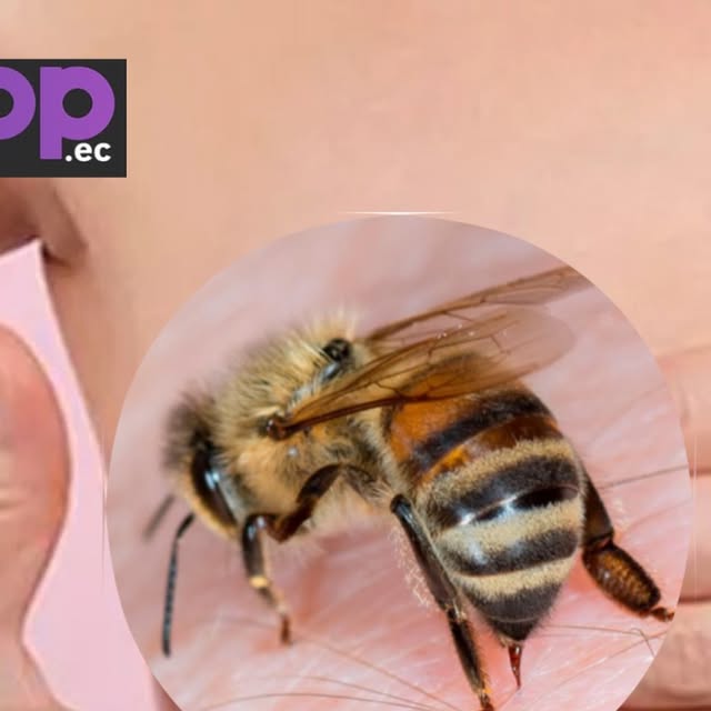 platform904921's tweet card. Scoop Noticias (@scoop.ec) • Instagram photo