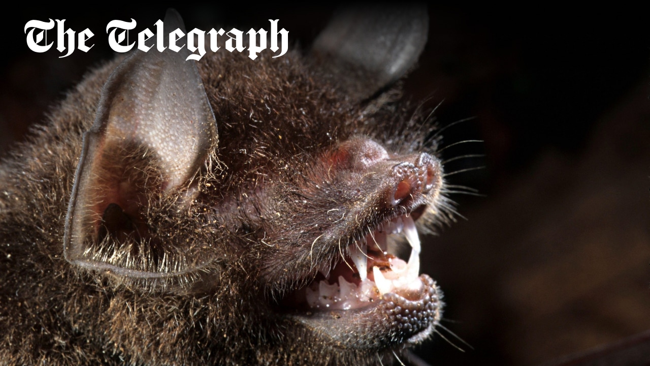 maolesen's tweet card. The discovery of a ‘furin cleavage site’ suggests the mutation which helps the virus adapt to humans is naturally occurring