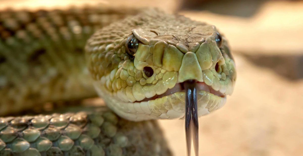 ElmarDott's tweet card. Installing Python programs on Linux can be a bit confusing. Cryptic error messages about virtual environments don’t help much either. And what’s the deal with the different versions of the package…