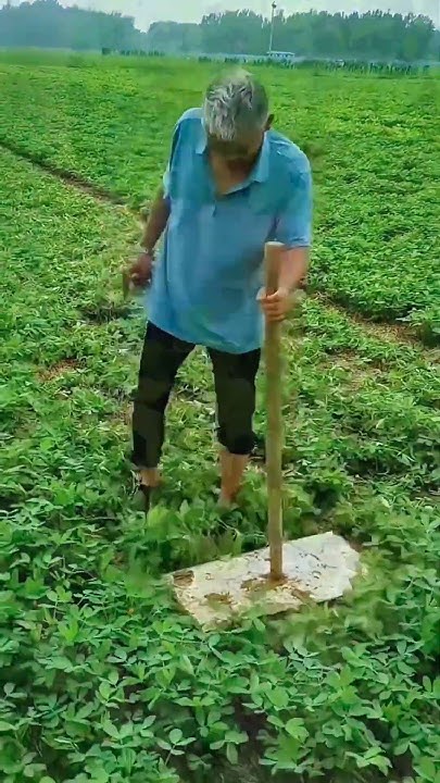 Jitendrakphc's tweet card. मूँगफली की पैदावार बढ़ाने का स्मार्ट ट्रिक