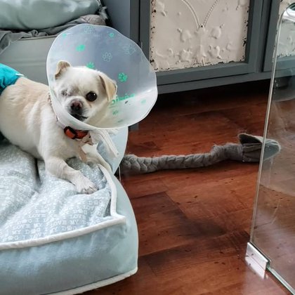 Tweet card summary image