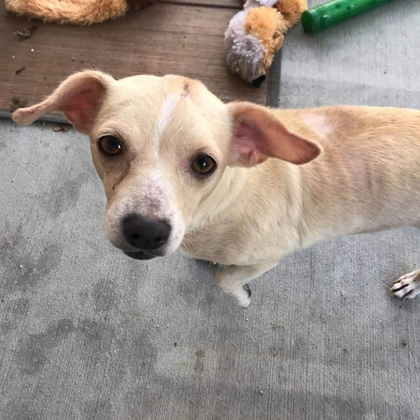 Tweet card summary image