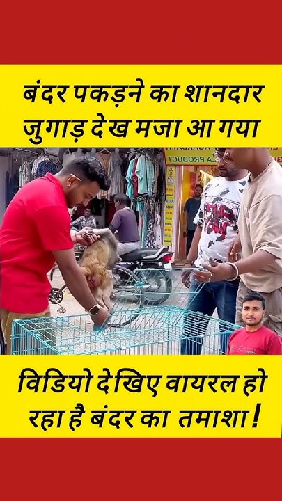 Jitendrakphc's tweet card. बंदर पकड़ने भैया का शानदार जुगाड़ देख कर मजा आ जायेगा विडियो देखिए...