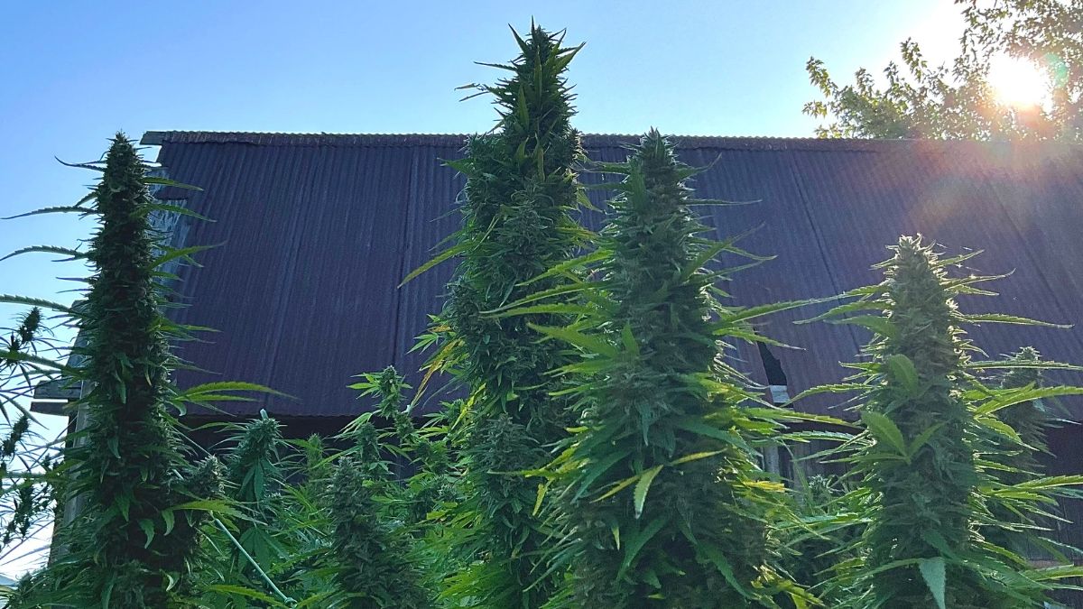 Sechat_Oficial's tweet card. Crescimento sustentável depende de educação técnica e da entrada do Agro na cadeia produtiva