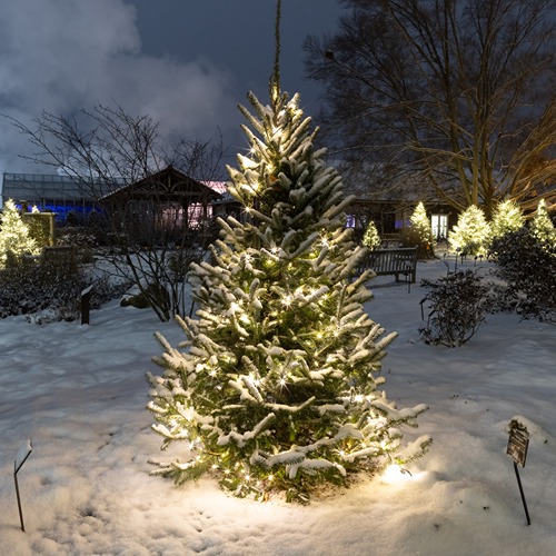 PurdueExtension's tweet card. Before you started buying holiday decorations, Christmas tree growers were seven years ahead of you — the average time it takes to grow a tree.