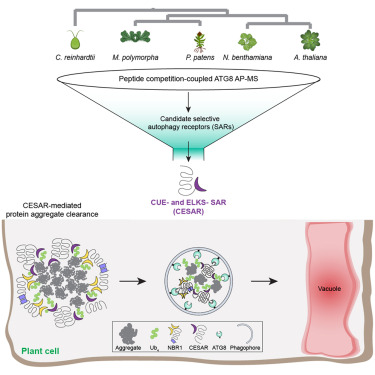 Dev_Cell's tweet card. Sánchez de Medina Hernández et al. established a proteomics pipeline to streamline the discovery of selective autophagy receptors and conducted interactome analyses across five species, generating a...